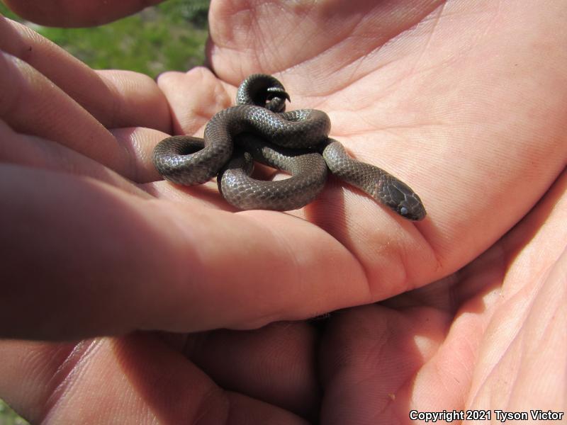 San Bernardino Ring-necked Snake (Diadophis punctatus modestus)