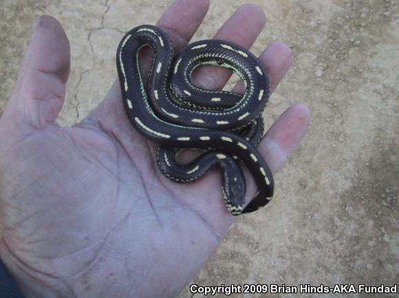 California Kingsnake (Lampropeltis getula californiae)