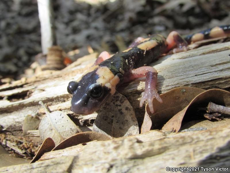 Large-blotched Ensatina (Ensatina eschscholtzii klauberi)