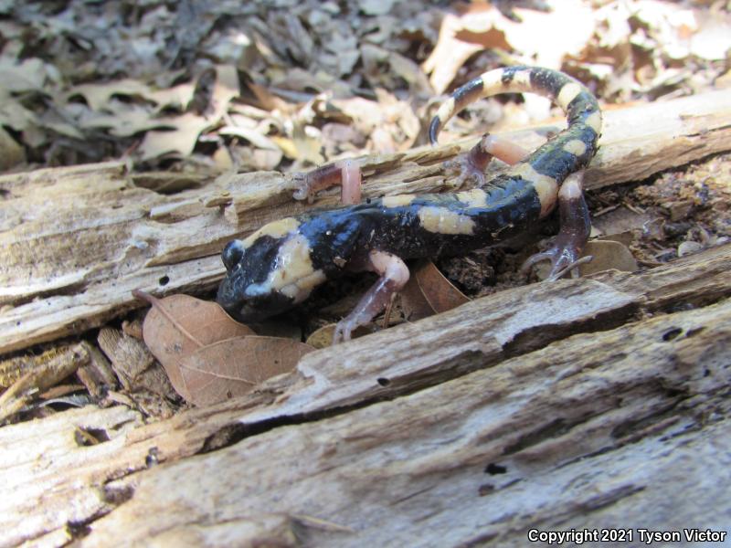 Large-blotched Ensatina (Ensatina eschscholtzii klauberi)