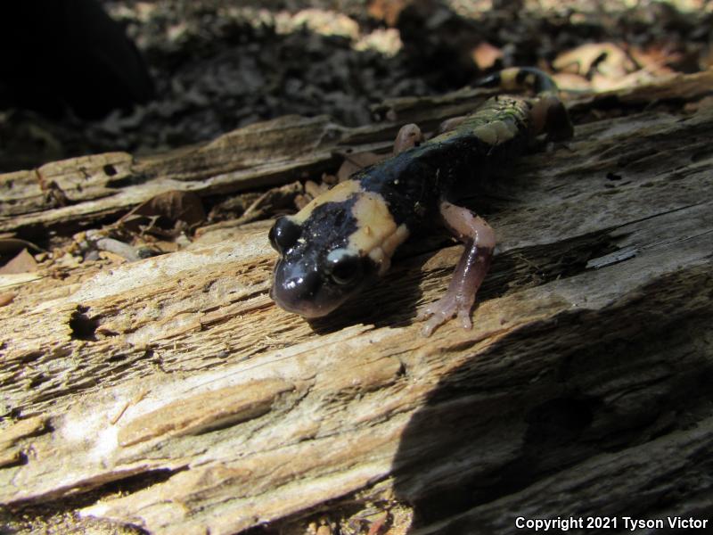 Large-blotched Ensatina (Ensatina eschscholtzii klauberi)