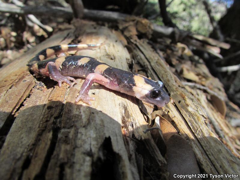 Large-blotched Ensatina (Ensatina eschscholtzii klauberi)