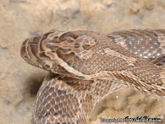 Southern Plains Rat Snake (Pantherophis emoryi meahllmorum)