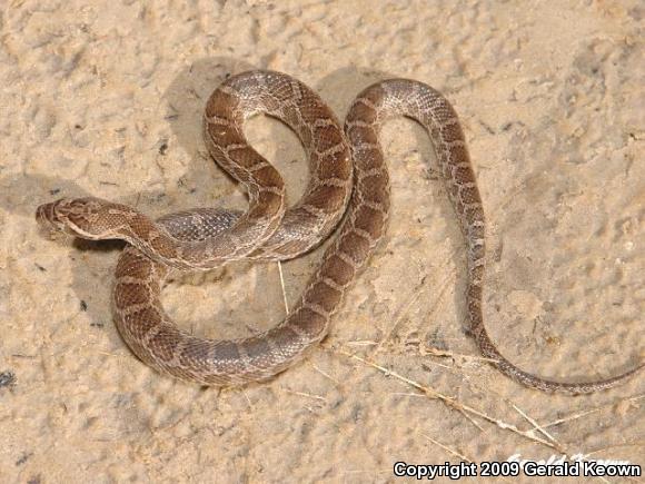 Southern Plains Rat Snake (Pantherophis emoryi meahllmorum)