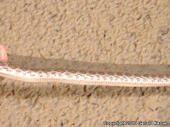 Southern Plains Rat Snake (Pantherophis emoryi meahllmorum)