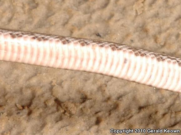 Southern Plains Rat Snake (Pantherophis emoryi meahllmorum)