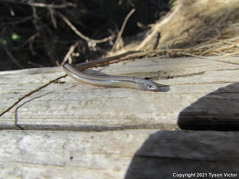 California Legless Lizard (Anniella pulchra)