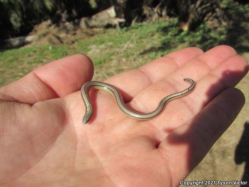 California Legless Lizard (Anniella pulchra)