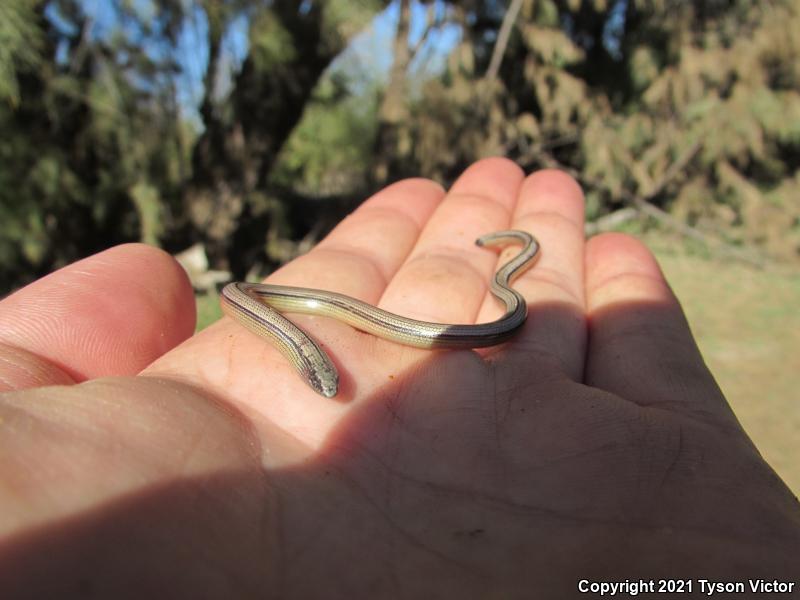 California Legless Lizard (Anniella pulchra)