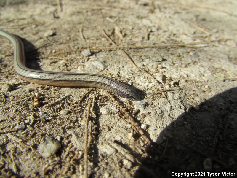 California Legless Lizard (Anniella pulchra)