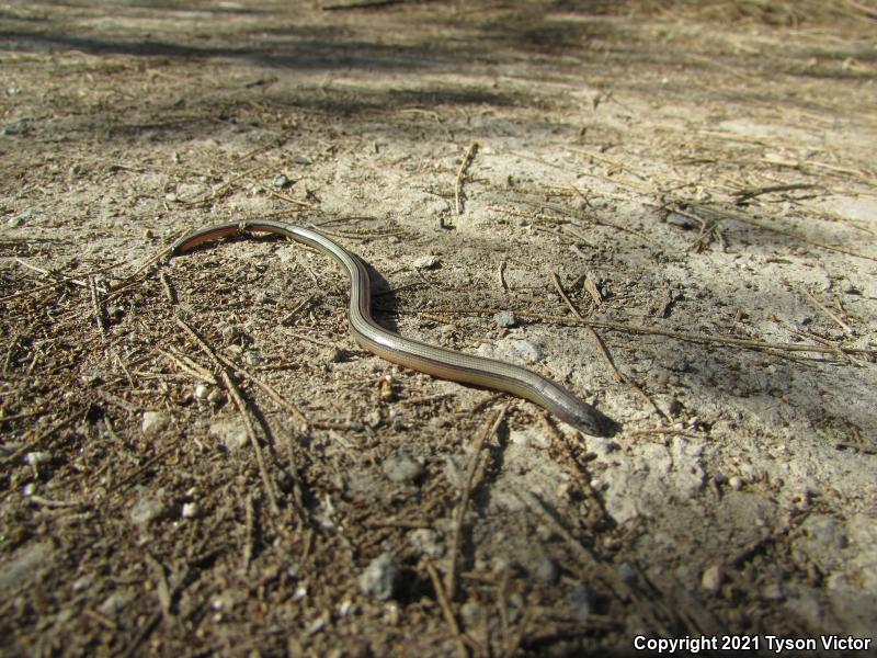 California Legless Lizard (Anniella pulchra)