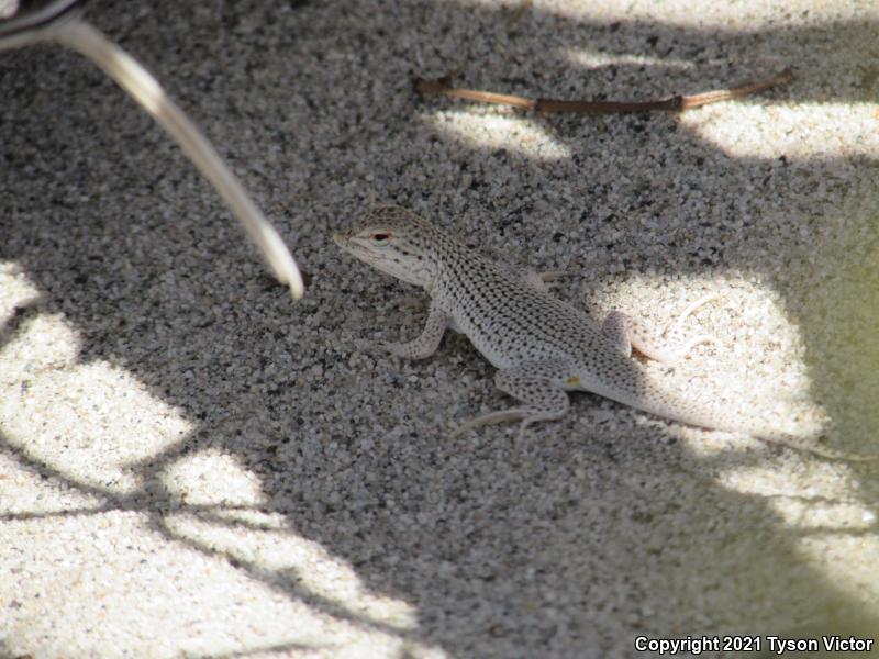 Coachella Valley Fringe-toed Lizard (Uma inornata)