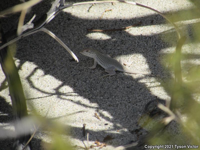 Coachella Valley Fringe-toed Lizard (Uma inornata)