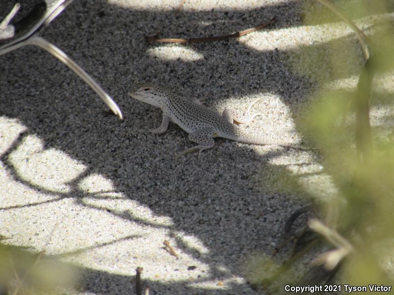 Coachella Valley Fringe-toed Lizard (Uma inornata)