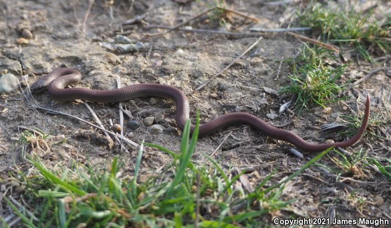 Forest Sharp-tailed Snake (Contia longicaudae)