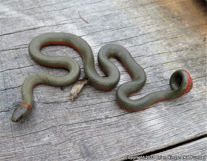 Monterey Ring-necked Snake (Diadophis punctatus vandenburgii)