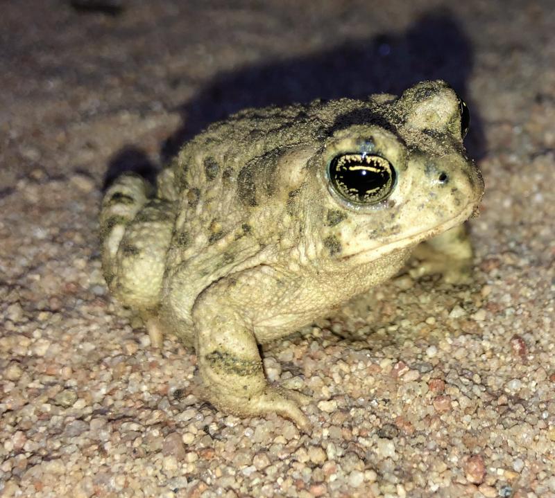 Arroyo Toad (Anaxyrus californicus)