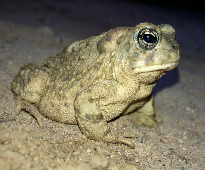 Arroyo Toad (Anaxyrus californicus)