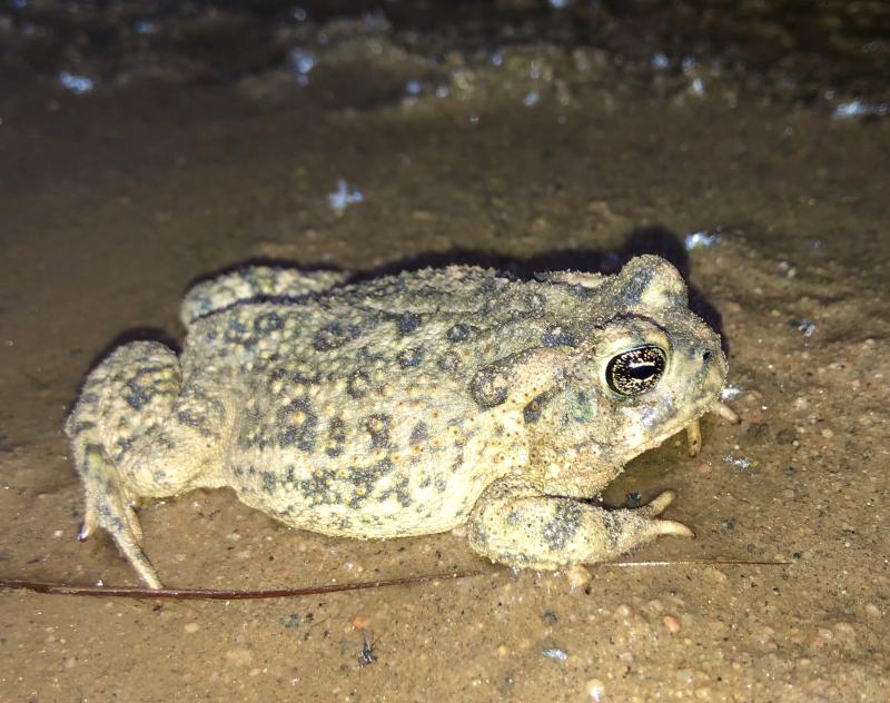 Arroyo Toad (Anaxyrus californicus)