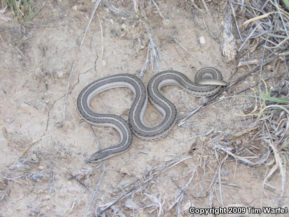 Lined Snake (Tropidoclonion lineatum)