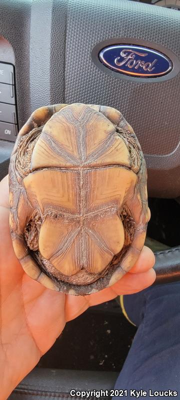 Eastern Mud Turtle (Kinosternon subrubrum subrubrum)