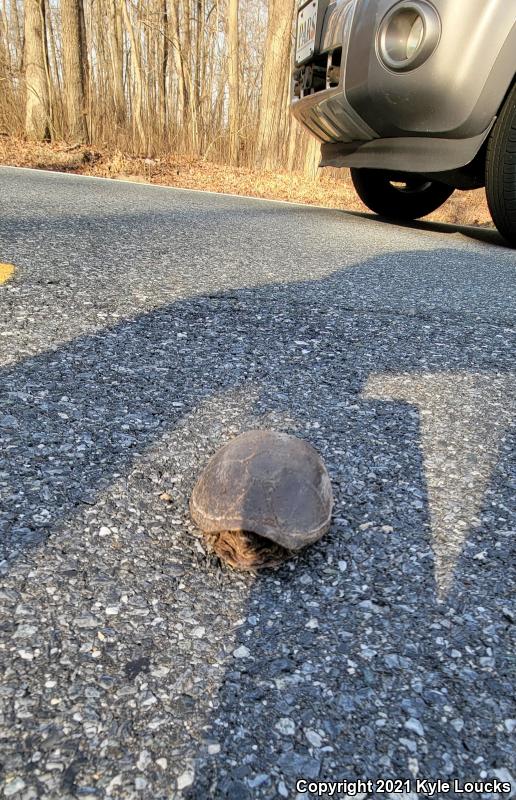 Eastern Mud Turtle (Kinosternon subrubrum subrubrum)