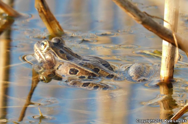 Atlantic Coast Leopard Frog (Lithobates kauffeldi)