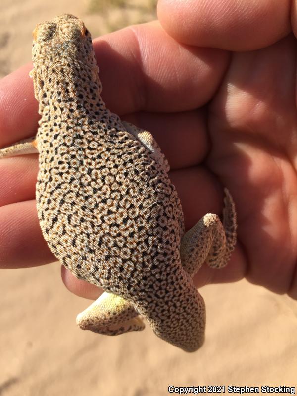 Mojave Fringe-toed Lizard (Uma scoparia)