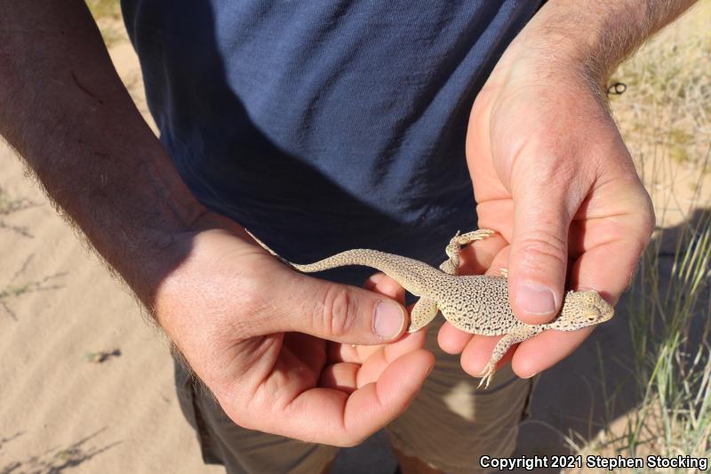 Mojave Fringe-toed Lizard (Uma scoparia)