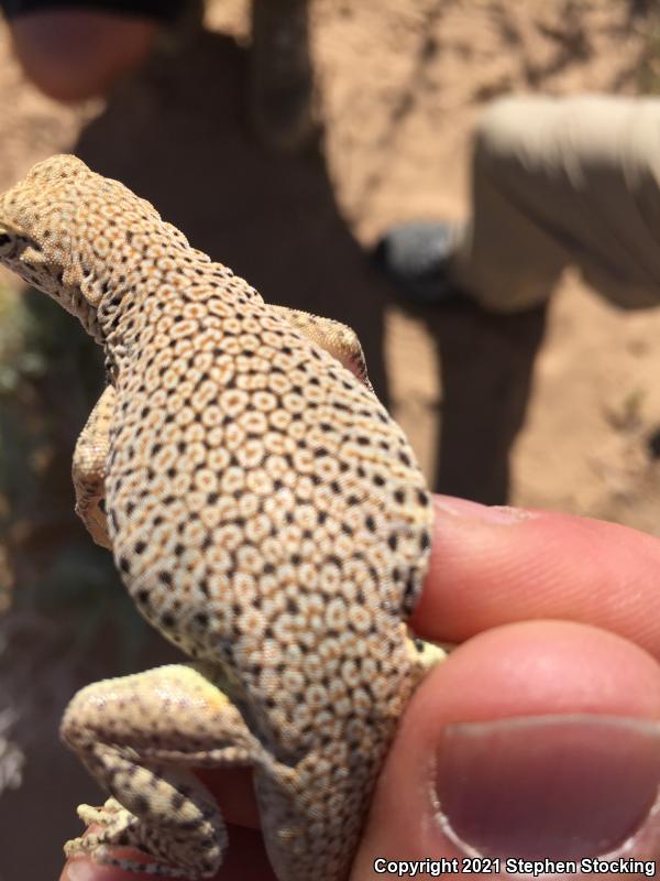 Mojave Fringe-toed Lizard (Uma scoparia)