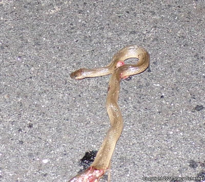 Smooth Earthsnake (Virginia valeriae)