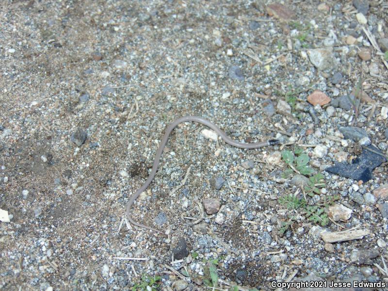 Western Black-headed Snake (Tantilla planiceps)