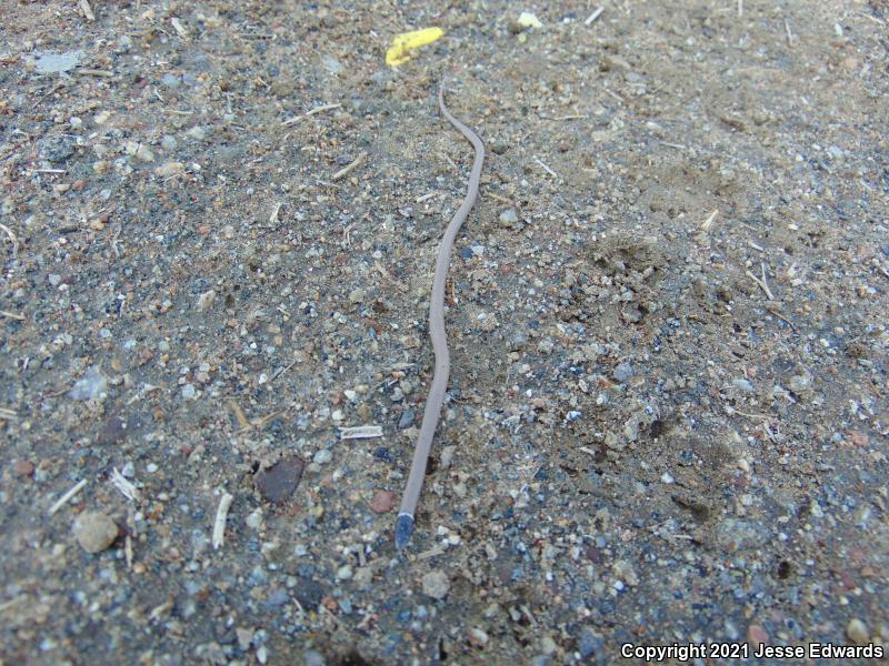 Western Black-headed Snake (Tantilla planiceps)