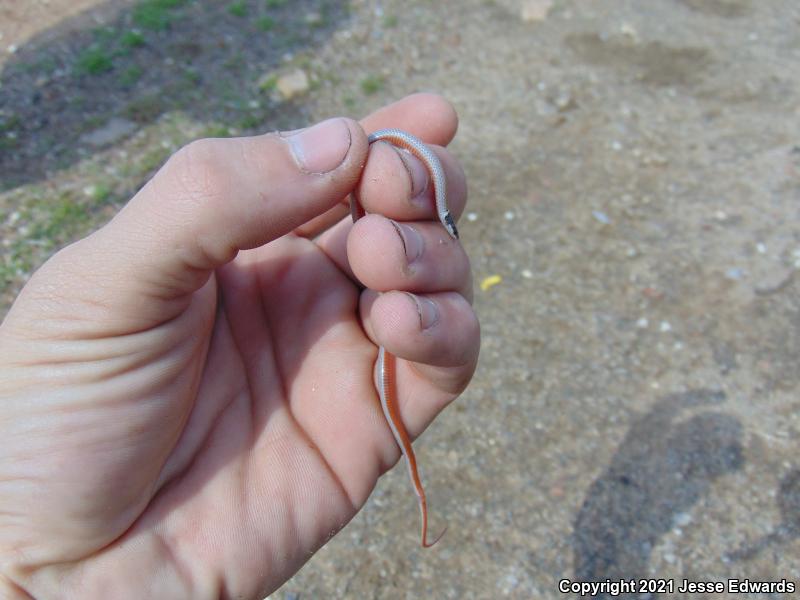 Western Black-headed Snake (Tantilla planiceps)