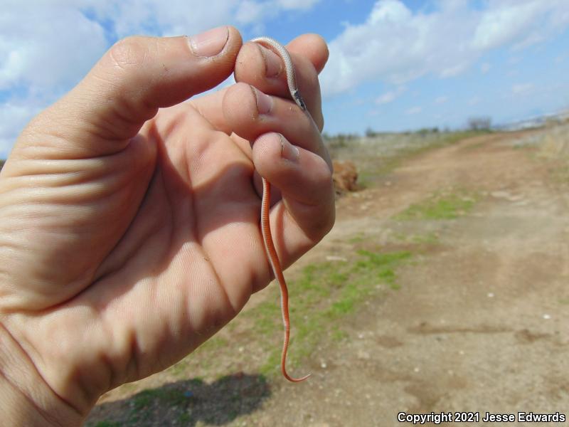 Western Black-headed Snake (Tantilla planiceps)