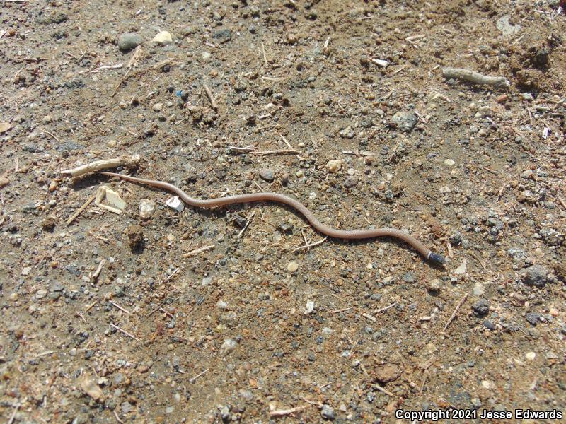 Western Black-headed Snake (Tantilla planiceps)