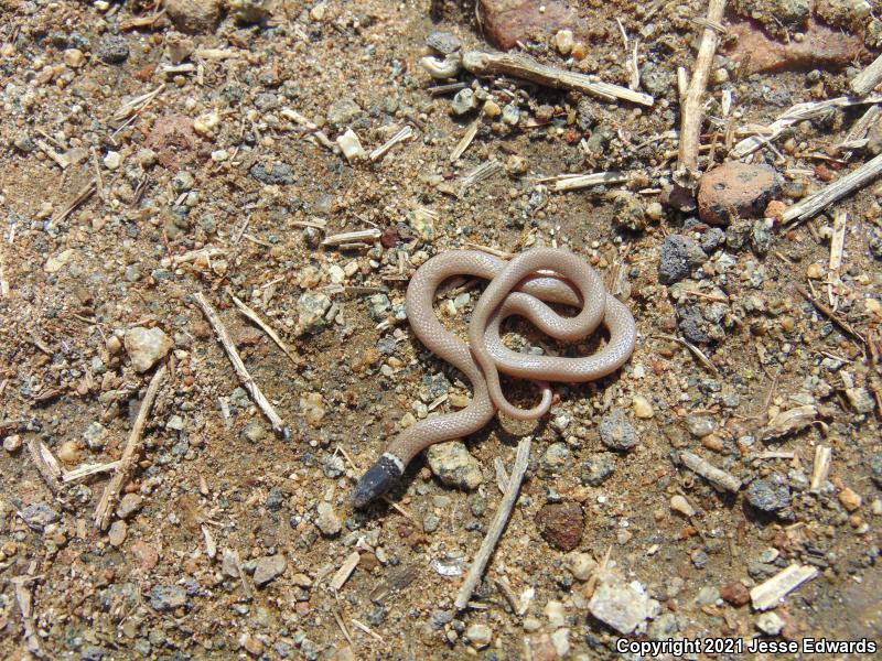 Western Black-headed Snake (Tantilla planiceps)