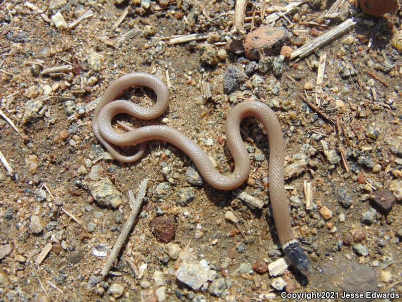 Western Black-headed Snake (Tantilla planiceps)