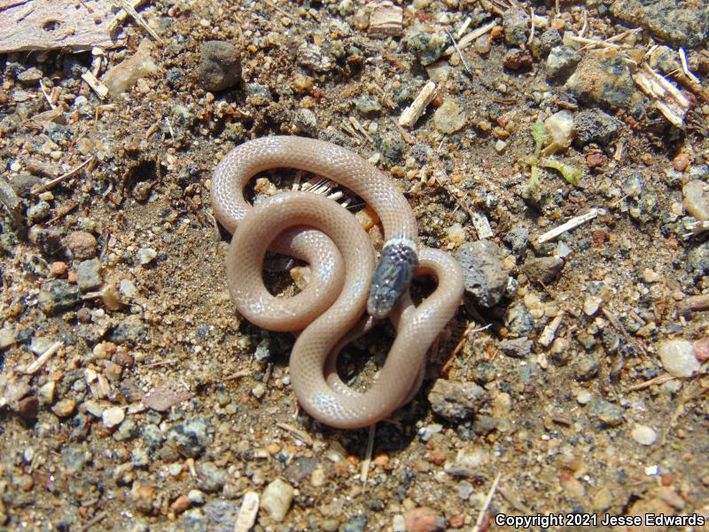 Western Black-headed Snake (Tantilla planiceps)