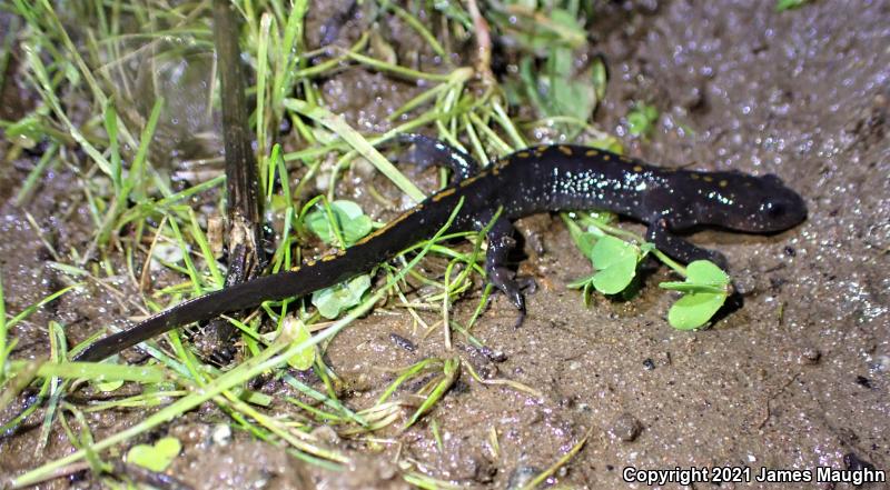 Santa Cruz Long-toed Salamander (Ambystoma macrodactylum croceum)