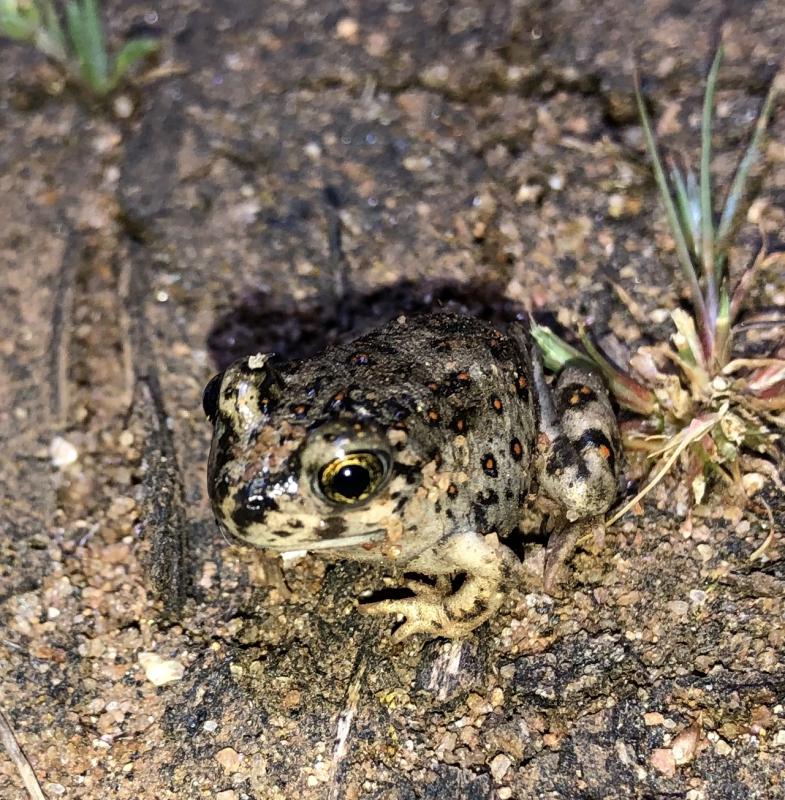 Western Spadefoot (Spea hammondii)