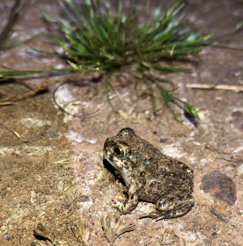 Western Spadefoot (Spea hammondii)