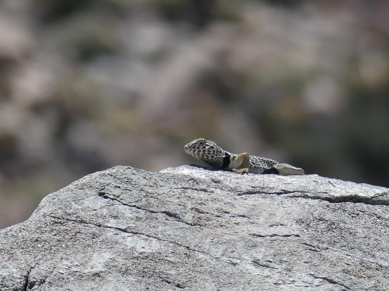 Baja California Collared Lizard (Crotaphytus vestigium)