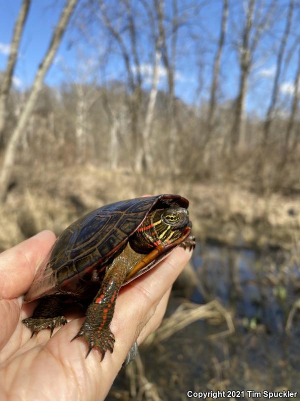 Midland Painted Turtle (Chrysemys picta marginata)