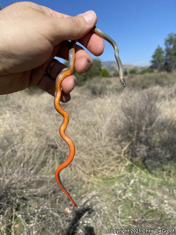 San Bernardino Ring-necked Snake (Diadophis punctatus modestus)