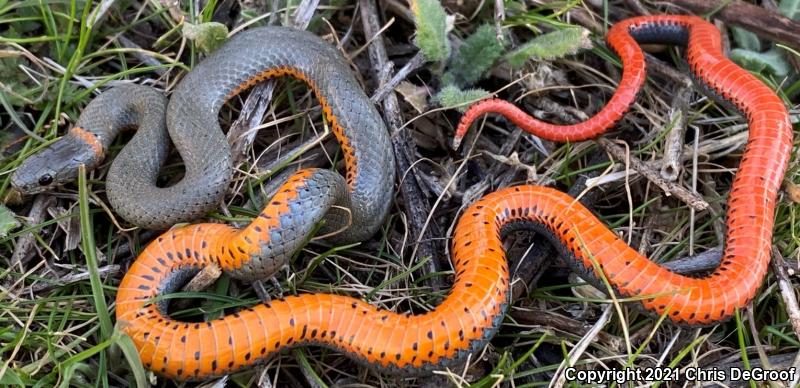 San Bernardino Ring-necked Snake (Diadophis punctatus modestus)