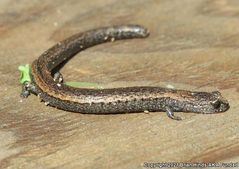 Lesser Slender Salamander (Batrachoseps minor)