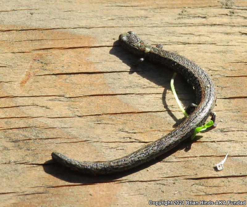 Lesser Slender Salamander (Batrachoseps minor)