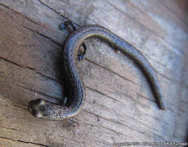 Lesser Slender Salamander (Batrachoseps minor)