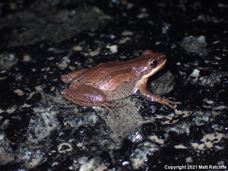 New Jersey Chorus Frog (Pseudacris kalmi)